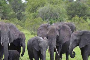 खटीमा: किलपुरा वन रेंज में हाथियों के झुंड ने नर्सरी रौंदी
