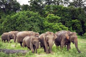 खटीमा: वन रेंज में दो हाथियों के झुंड के विचरण से वन कर्मी अलर्ट