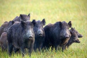 गरमपानी: सूअरों का झुंड गोभी, शिमला मिर्च, टमाटर की उपज को कर रहा बर्बाद