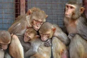 काशीपुर: बाग को नुकसान पहुंचा रहे बंदरों को जहर देकर मारा, 9 गिरफ्तार