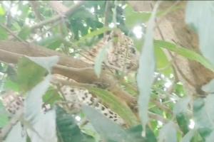 बहराइच: पेड़ पर चढ़ा तेंदुए का शावक, लोगों में मची अफरातफरी, वन विभाग ने किया रेस्क्यू