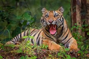 हल्द्वानी: परेवा गांव में दर्जनों मवेशियों को मार चुका है बाघ  