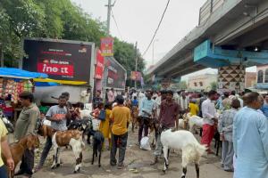 बरेली: बकरीद को लेकर सज गया बकरा बाजार, तोतापरी से लेकर देशी नस्ल के बकरों की डिमांड