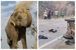 आंध्र प्रदेश : तेज रफ्तार लॉरी की चपेट में आने से तीन हाथियों की मौत