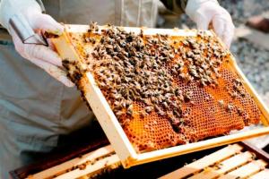 मधुमक्खियां और मक्खियां शहरों में अधिक फल-सब्जी उत्पादन की कुंजी हैं: शोध रिपोर्ट