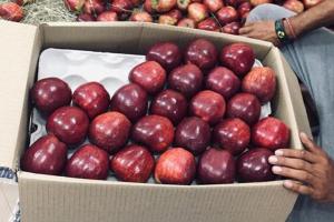 हिमाचल की फल मंडी में सेब ने दी दस्तक, किलो के भाव बिकने से परेशान बागवान 