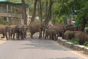 कोटद्वार: नेशनल हाईवे में लगाया हाथियों ने जाम, तस्वीरें हो रही वायरल