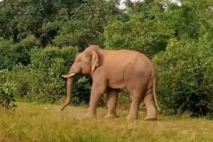 छत्तीसगढ़: हाथी के हमले में एक की मौत, चार मकान क्षतिग्रस्त 