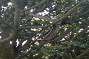 बहराइच: पेड़ पर चढ़ा विशालकाय अजगर, ग्रामीणों में मचा हड़कंप, देखें Video