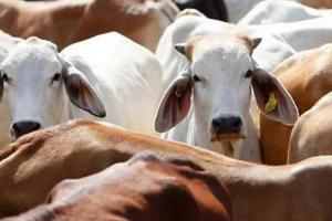 रायबरेली: नहर की पटरी पर एक साथ मृत मिलीं सात गायें, इलाके में मचा हड़कंप 