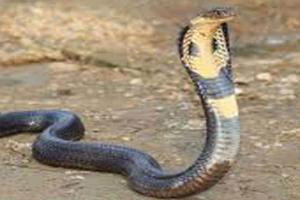 देहरादून: भाई-बहन को डस गया कोबरा सांप, परिजनों में मची अफरा-तफरी 