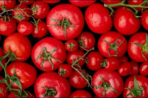 Tomato Rate Spike: दो दिन बाद पहुंची टमाटर की खेप, 250 रुपये प्रति किलो के भाव में हो रही बिक्री 