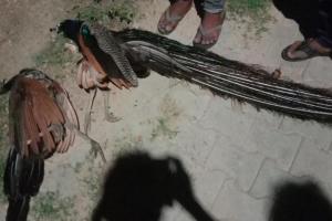 प्रयागराज : राष्ट्रीय पक्षी मोर-मोरनी की करंट लगने से हुई मौत