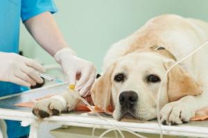 बरेली: कुत्तों में भी बढ़ रही किडनी की बीमारी, दिखें ये लक्षण तो तुरंत कराएं जांच
