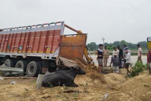 प्रयागराज : मवेशियों से भरी ट्रक अनियंत्रित होकर पलटी, 4 की मौत