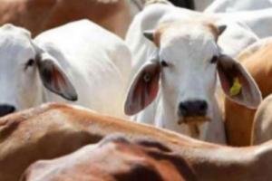 बरेली: तेजी से घट रही है देसी गायों की संख्या, कम दुग्ध उत्पादन की वजह से पशुपालकों की देसी गायों में दिलचस्पी घटी