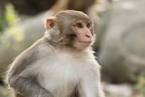 रामपुर: नहीं मिला कुछ खाने को तो काश्तकार के पैसे लेकर भागा बंदर, मचा हड़कंप