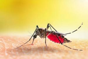Dengue Alert: बांग्लादेश में मच्छरों का आतंक! डेंगू से अबतक 201 लोगों की मौत