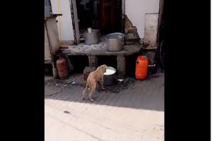 Video : ये रामपुर है साहब...यहां कुत्ते डेयरी के बर्तनों में दूध पीते हैं