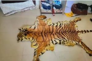 बाघ की खाल बेचते दो पुलिसकर्मियों समेत 9 लोग गिरफ्तार, भेजे गए जेल 