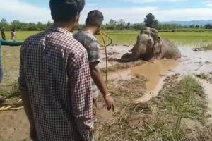 बिजनौर: भूख और गंभीर चोट लगने से हाथी की मौत, वन विभाग के रेस्क्यू ऑपरेशन को लेकर उठे सवाल