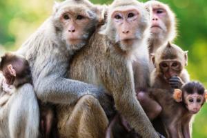 हल्द्वानी: जंगलात करेगा बंदरों का बधियाकरण,  प्रत्येक वन डिवीजन को पांच सौ बंदरों के बधियाकरण का लक्ष्य 