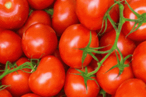 Tomato rate hike: हल्द्वानी में टमाटर 100 तो नैनीताल में 110 रुपये किलो बिकेगा