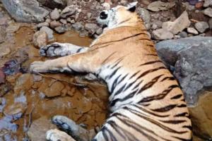 रामनगर:  बाघ का शव मिलने से कॉर्बेट प्रशासन के अधिकारियों में मचा हड़कंप 