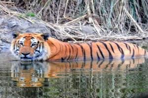 बहराइच: बाघों की सुरक्षा के लिए कतर्नियाघाट में रेड अलर्ट, जानें वजह