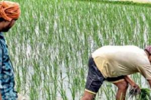 धान की पुन: बुवाई संभव न हो, तो वैकल्पिक फसलें उगाएं पंजाब के किसान- विशेषज्ञ 