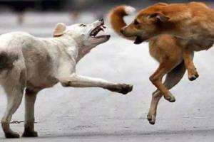 बरेली: हिंसक कुत्तों के हमले में उप परिवहन आयुक्त घायल, ग्रीन पार्क में सड़क पर गिराया