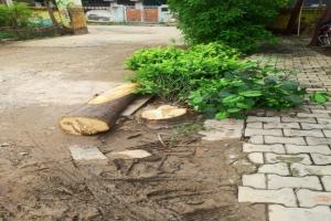 रायबरेली : कार्यालय में कटे मिले दो पेड़, सभासदों ने किया हंगामा 