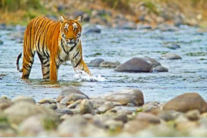भीमताल: वन्य जीव संस्थान देहरादून का दल बाघ प्रभावित क्षेत्र में पहुंचा