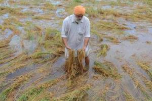 रुद्रपुर: डीएम ने बारिश से फसल क्षति के आकलन के दिए  निर्देश