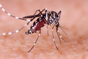सावधान: शहर में बेकाबू हो रहा डेंगू का डंक