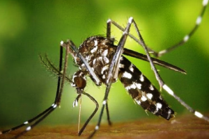 हल्द्वानी: भारी पड़ रहा जरा सा मच्छर, मरीजों की लंबी कतार