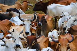 हल्द्वानी: लावारिस जानवरों के लिए चोरगलिया में बनेगी गौशाला 
