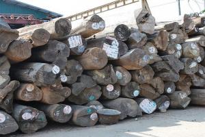 म्यांमार में एक सप्ताह में 60 टन से अधिक अवैध लकड़ी जब्त 