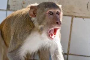 बरेली में बंदरों ने सर्राफा कारीगर को दौड़ाया, तीसरी मंजिल से गिरकर मौत
