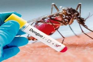 मुरादाबाद :  जिले में बढ़ रहे डेंगू के मरीज, अब तक 33 में पुष्टि