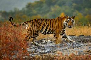 रामनगर: खेत में बाघ के घुसने से  ग्रामीणों में मचा हड़कंप