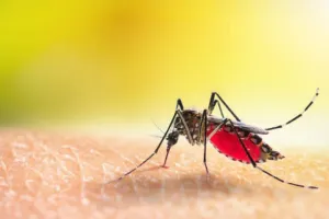 हल्द्वानी: जिले में डेंगू के 10 संदिग्ध मिले, अस्पतालों में भर्ती