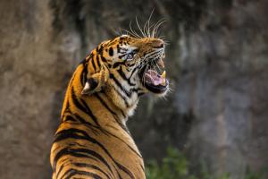 हल्द्वानी: बाघों की सुरक्षा और मानव-बाघ संघर्ष रोकने को लेकर मांगा एक्शन प्लान