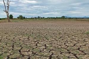 श्रीलंका में शुष्क मौसम से 50 हजार परिवार प्रभावित,  37,000 एकड़ चावल के खेत नष्ट