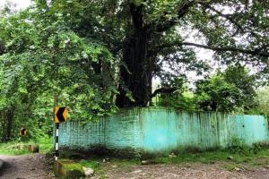 रामनगर: वन विभाग ने भूरे शाह मजार को किया जमीदोंज
