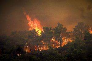 हवाई के जंगलों में लगी आग में मरने वालों की संख्या 67 हुई 