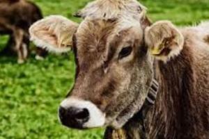 बरेली: गाय और बछड़े के साथ गलत काम!, रिपोर्ट आने के बाद होगी कार्रवाई...जानिए मामला