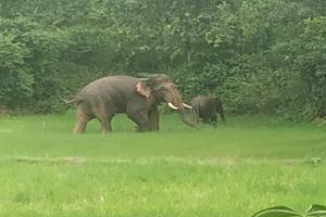 छत्तीसगढ़: हाथियों ने महिला को कुचला, पति और पुत्र ने मुश्किल से बचाई जान