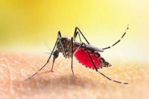मुरादाबाद : मौसम में बदलाव से बढ़ रहे डेंगू के मरीज, अब तक 33 में पुष्टि
