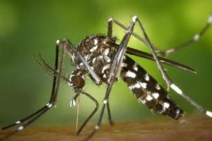 बरेली: अब हर बुखार के मरीज की होगी डेंगू-मलेरिया की जांच